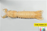 藏品(韓氏橙蝦蛄)的圖片